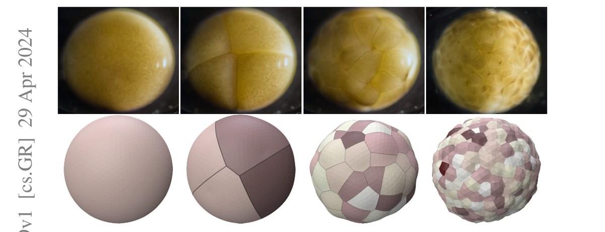 Differentiable Voronoi Diagrams for Simulation of Cell-Based Mechanical Systems