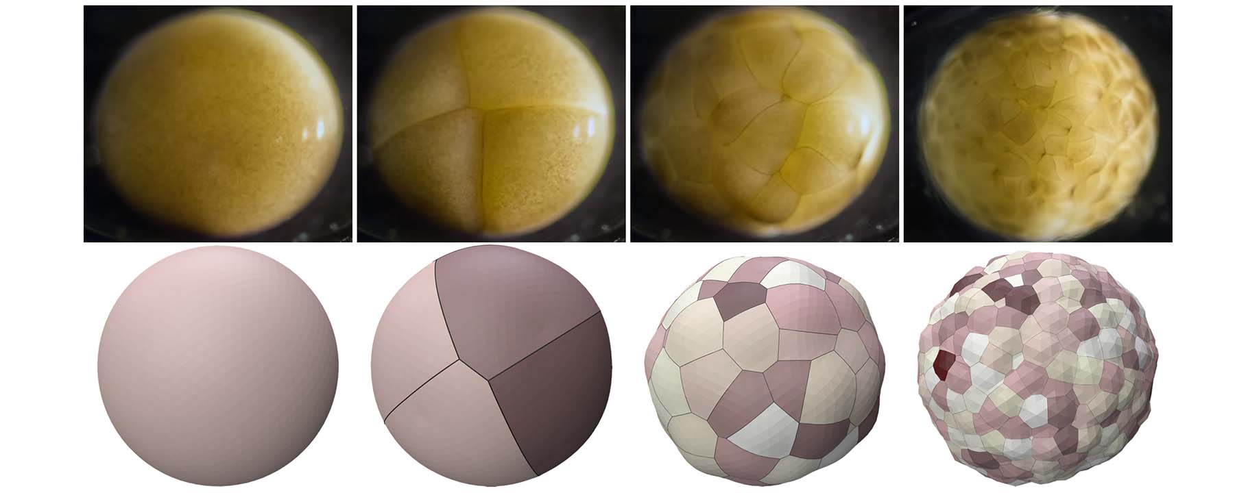Differentiable Voronoi Diagrams
